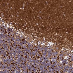 Invitrogen DMXL2 Polyclonal Antibody 100 &mu;L; Unconjugated:Antibodies,