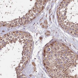 Invitrogen DMXL2 Polyclonal Antibody 100 &mu;L; Unconjugated:Antibodies,