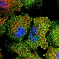 Invitrogen IP6 Kinase Polyclonal Antibody 100 &mu;L; Unconjugated:Antibodies,