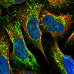 Invitrogen MRPL42 Polyclonal Antibody 100 &mu;L; Unconjugated:Antibodies,