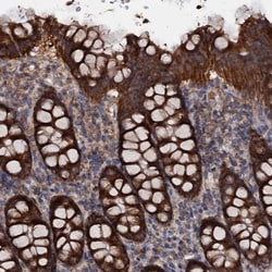 Invitrogen MRPL42 Polyclonal Antibody 100 &mu;L; Unconjugated:Antibodies,