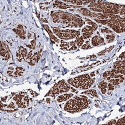 Invitrogen MOCOS Polyclonal Antibody 100 &mu;L; Unconjugated:Antibodies,
