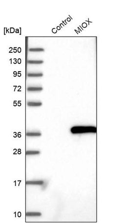 Invitrogen MIOX Polyclonal Antibody 100 &mu;L | Buy Online | Invitrogen&trade; | Fisher Scientific