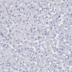 Invitrogen FAM155A Polyclonal Antibody 100 &mu;L; Unconjugated:Antibodies,
