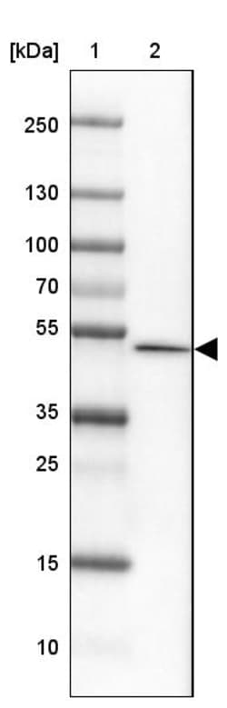 Invitrogen FAM155A Polyclonal Antibody 100 &mu;L; Unconjugated:Antibodies,