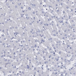 Invitrogen AMER2 Polyclonal Antibody 100 &mu;L; Unconjugated:Antibodies,