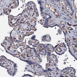 Invitrogen CLEC14A Polyclonal Antibody 100 &mu;L; Unconjugated:Antibodies,