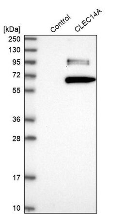 Invitrogen CLEC14A Polyclonal Antibody 100 &mu;L; Unconjugated:Antibodies,