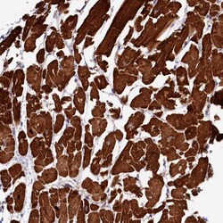 Invitrogen RAPSN Polyclonal Antibody 100 &mu;L; Unconjugated:Anticorps,