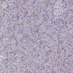Invitrogen RAPSN Polyclonal Antibody 100 &mu;L; Unconjugated:Anticorps,