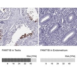 Invitrogen FAM71B Polyclonal Antibody 100 &mu;L; Unconjugated:Antibodies,