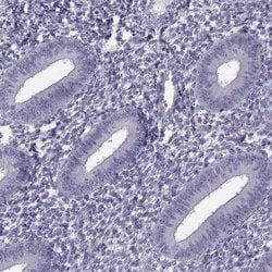 Invitrogen FAM71B Polyclonal Antibody 100 &mu;L; Unconjugated:Antibodies,