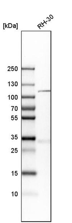 Invitrogen KIF18A Polyclonal Antibody 100 &mu;L; Unconjugated:Antibodies,