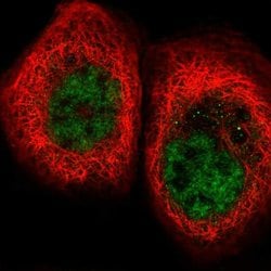 Invitrogen FNBP4 Polyclonal Antibody 100 &mu;L | Buy Online | Invitrogen&trade; | Fisher Scientific