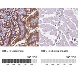 Invitrogen DAK Polyclonal Antibody 100 &mu;L; Unconjugated:Antibodies,