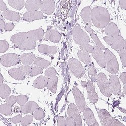 Invitrogen DAK Polyclonal Antibody 100 &mu;L; Unconjugated:Antibodies,