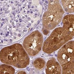 Invitrogen DAK Polyclonal Antibody 100 &mu;L; Unconjugated:Antibodies,