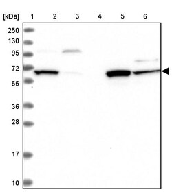 Invitrogen DAK Polyclonal Antibody 100 &mu;L; Unconjugated:Antibodies,