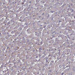 Invitrogen NCKAP1L Polyclonal Antibody 100 &mu;L; Unconjugated:Antibodies,