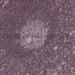 Invitrogen NCKAP1L Polyclonal Antibody 100 &mu;L; Unconjugated:Antibodies,