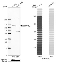 Invitrogen NCKAP1L Polyclonal Antibody 100 &mu;L; Unconjugated:Antibodies,