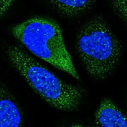 Invitrogen Contactin 5 Polyclonal Antibody 100 &mu;L; Unconjugated:Antibodies,