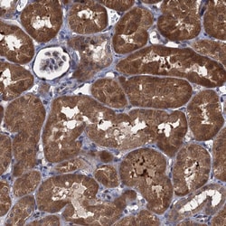 Invitrogen Contactin 5 Polyclonal Antibody 100 &mu;L; Unconjugated:Antibodies,