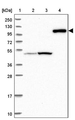 Invitrogen Contactin 5 Polyclonal Antibody 100 &mu;L; Unconjugated:Antibodies,