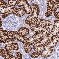 Invitrogen GLYATL1 Polyclonal Antibody 100 &mu;L; Unconjugated:Antibodies,