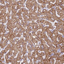 Invitrogen GLYATL1 Polyclonal Antibody 100 &mu;L; Unconjugated:Antibodies,
