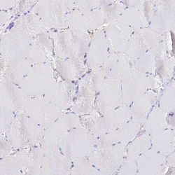 Invitrogen GLYATL1 Polyclonal Antibody 100 &mu;L; Unconjugated:Antibodies,