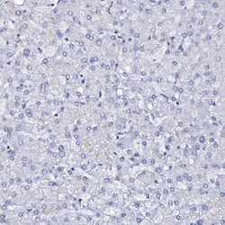 Invitrogen FBXL16 Polyclonal Antibody 100 &mu;L | Buy Online | Invitrogen&trade; | Fisher Scientific