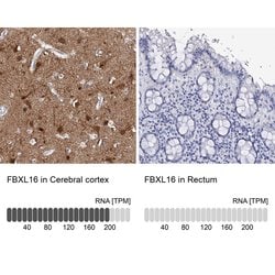 Invitrogen FBXL16 Polyclonal Antibody 100 &mu;L | Buy Online | Invitrogen&trade; | Fisher Scientific