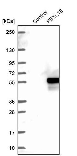 Invitrogen FBXL16 Polyclonal Antibody 100 &mu;L | Buy Online | Invitrogen&trade; | Fisher Scientific