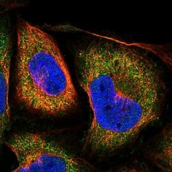 Invitrogen LOH12CR1 Polyclonal Antibody 100 &mu;L; Unconjugated:Antibodies,