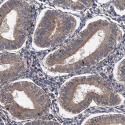 Invitrogen LOH12CR1 Polyclonal Antibody 100 &mu;L; Unconjugated:Antibodies,