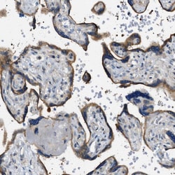 STARD13 Polyclonal Antibody:Antibodies, Polyclonal
