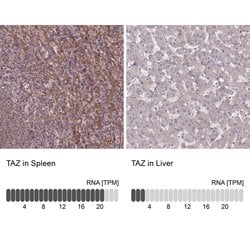 Invitrogen TAZ Polyclonal Antibody 100 &mu;L; Unconjugated:Antibodies,