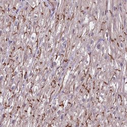 Invitrogen TAZ Polyclonal Antibody 100 &mu;L; Unconjugated:Antibodies,