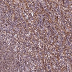 Invitrogen TAZ Polyclonal Antibody 100 &mu;L; Unconjugated:Antibodies,