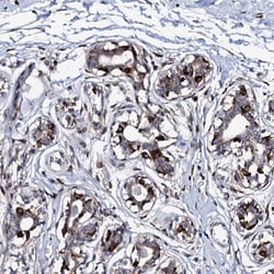 TMCO3 Polyclonal Antibody:Antibodies, Polyclonal