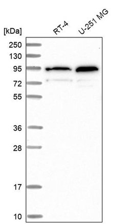 TMCO3 Polyclonal Antibody:Antibodies, Polyclonal