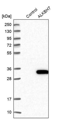Invitrogen ALKBH7 Polyclonal Antibody 100 &mu;L; Unconjugated:Antibodies,
