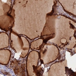 Invitrogen GMCL1 Polyclonal Antibody 100 &mu;L; Unconjugated:Antibodies,