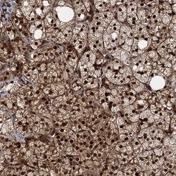 Invitrogen TRIM23 Polyclonal Antibody 100 &mu;L; Unconjugated:Antibodies,