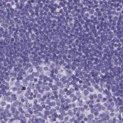 Invitrogen SPEF2 Polyclonal Antibody 100 &mu;L; Unconjugated:Antibodies,