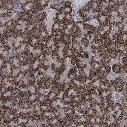 Invitrogen C6orf120 Polyclonal Antibody 100 &mu;L; Unconjugated:Antibodies,