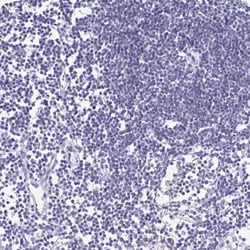 Invitrogen SCP3 Polyclonal Antibody 100 &mu;L; Unconjugated:Antibodies,