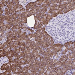 Invitrogen ERP27 Polyclonal Antibody 100 &mu;L; Unconjugated:Antibodies,