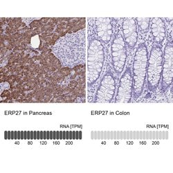 Invitrogen ERP27 Polyclonal Antibody 100 &mu;L; Unconjugated:Antibodies,